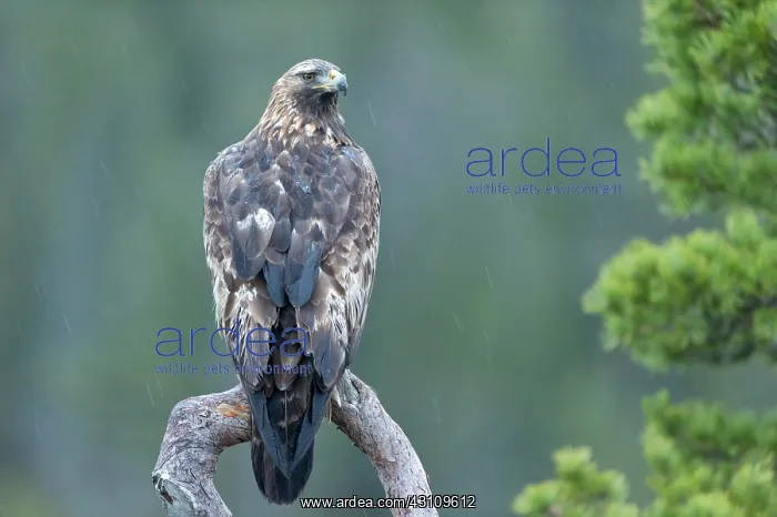 : Golden Eagle : Golden Eagle