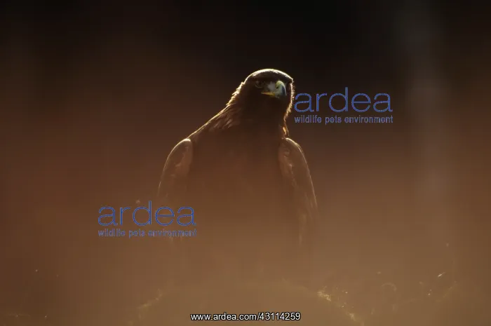 : Golden Eagle : Golden Eagle