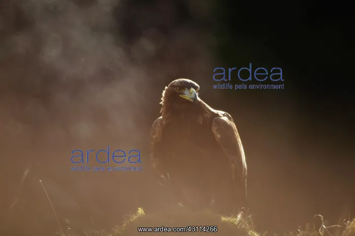 : Golden Eagle : Golden Eagle