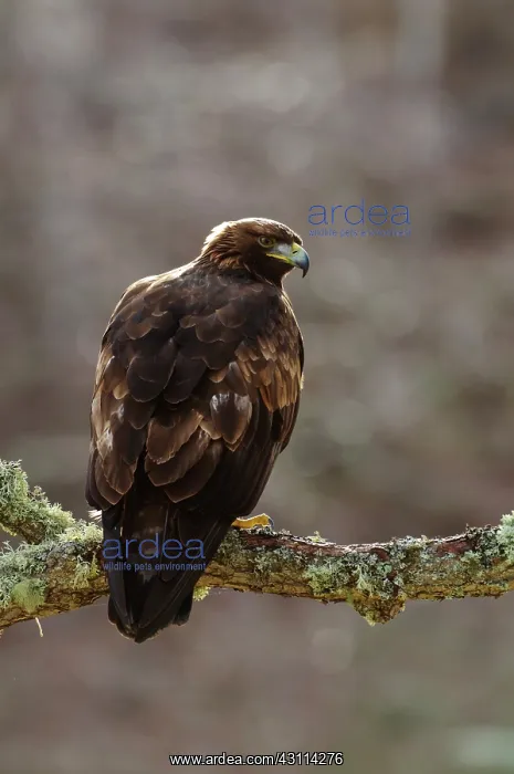 : Golden Eagle : Golden Eagle
