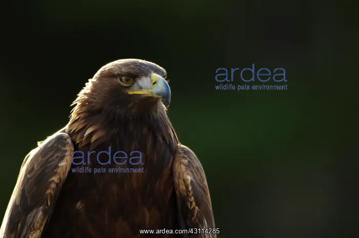 : Golden Eagle : Golden Eagle