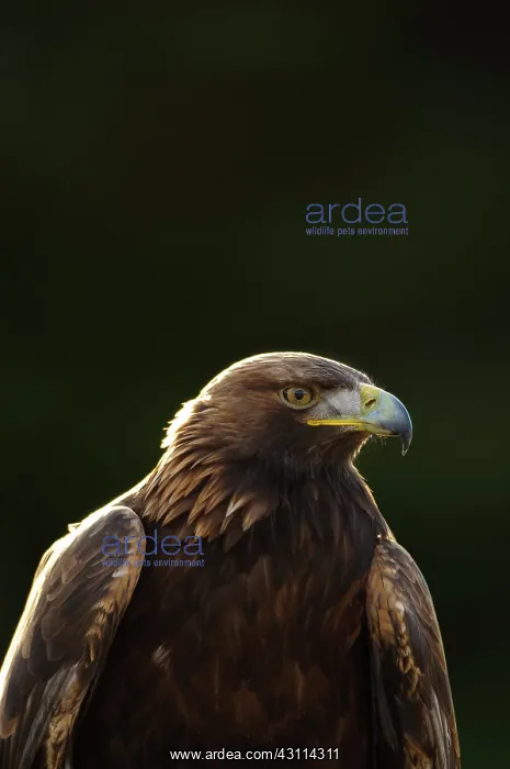 : Golden Eagle : Golden Eagle