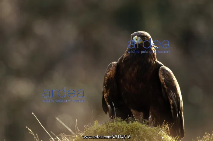 : Golden Eagle : Golden Eagle