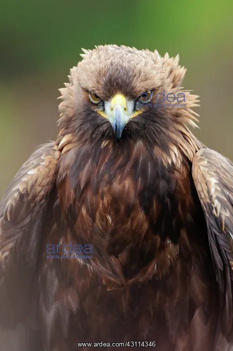 : Golden Eagle : Golden Eagle