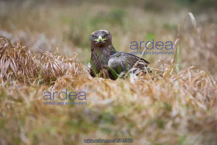 : Golden Eagle : Golden Eagle