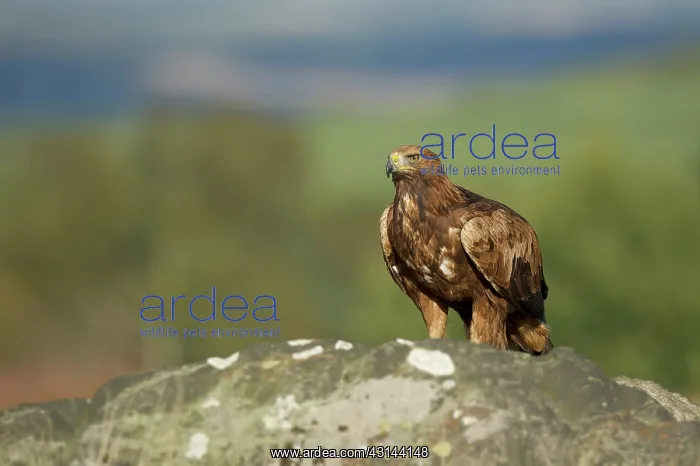 : Golden Eagle : Golden Eagle