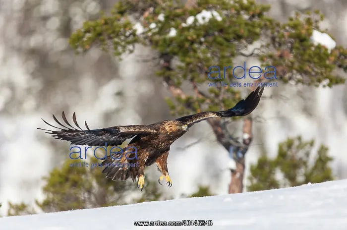  : Golden Eagle