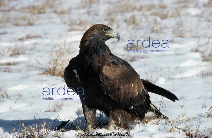 : Golden Eagle : Golden Eagle