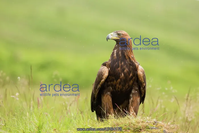  : Golden Eagle