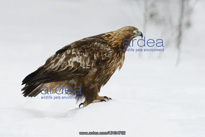 : Golden Eagle : Golden Eagle