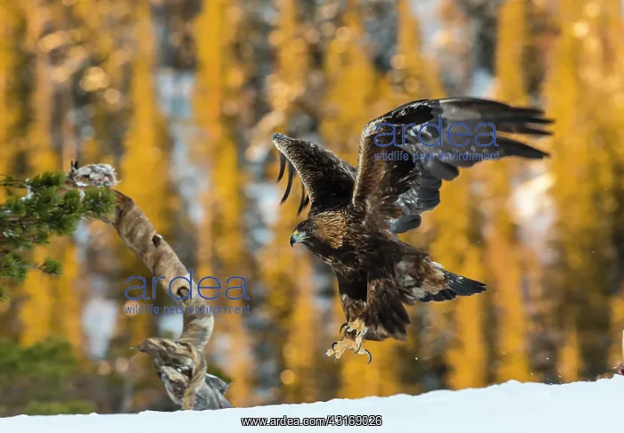 : Golden Eagle : Golden Eagle