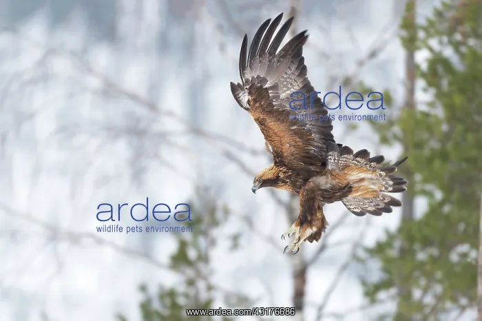 : Golden Eagle : Golden Eagle