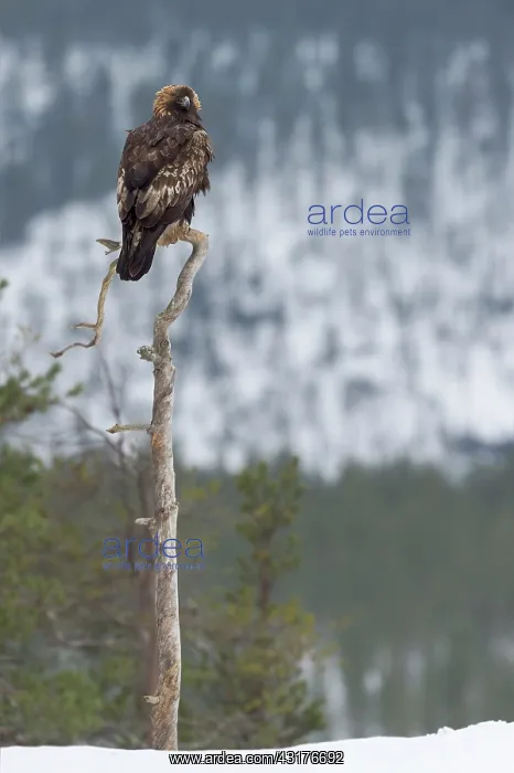 : Golden Eagle : Golden Eagle