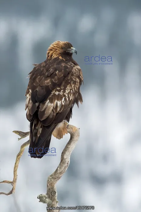 : Golden Eagle : Golden Eagle