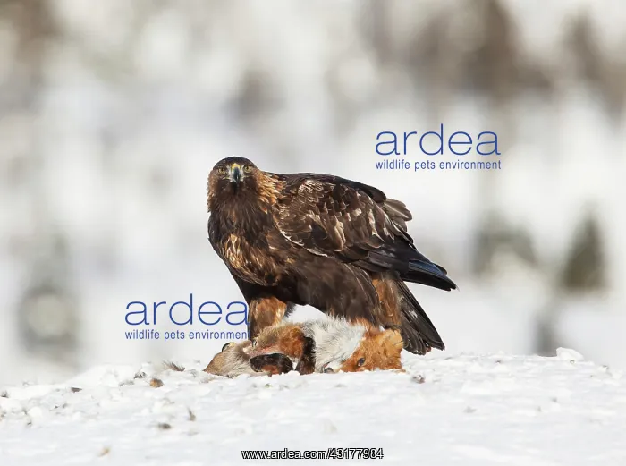 : Golden Eagle : Golden Eagle
