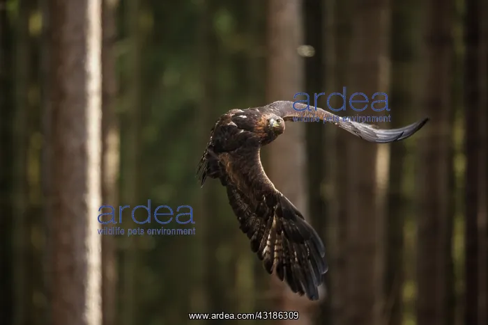 : Golden Eagle : Golden Eagle