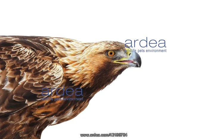  : Golden Eagle