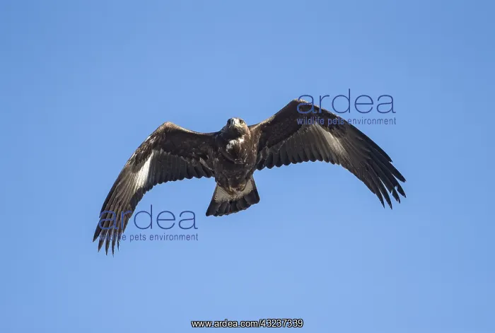  : Golden Eagle