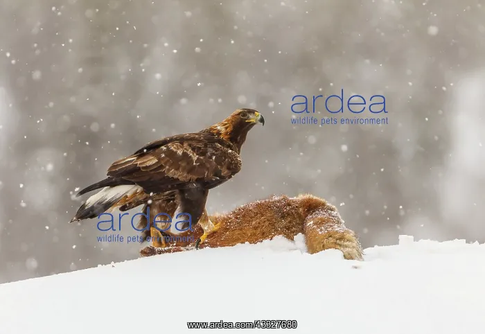 : Golden Eagle : Golden Eagle