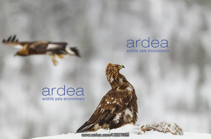 : Golden Eagle : Golden Eagle