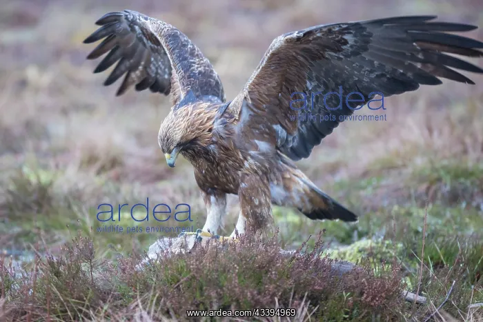 : Golden Eagle : Golden Eagle
