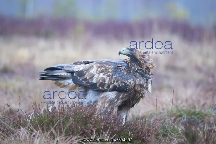 : Golden Eagle : Golden Eagle