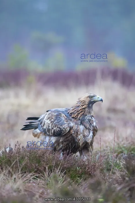 : Golden Eagle : Golden Eagle