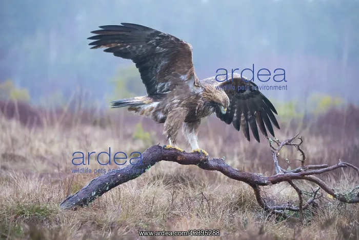 : Golden Eagle : Golden Eagle