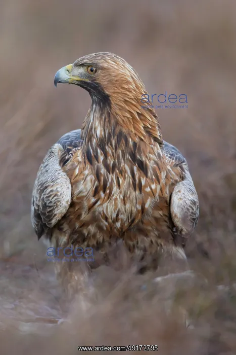 : Golden Eagle : Golden Eagle
