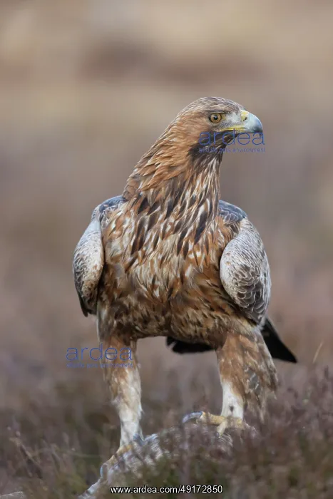: Golden Eagle : Golden Eagle