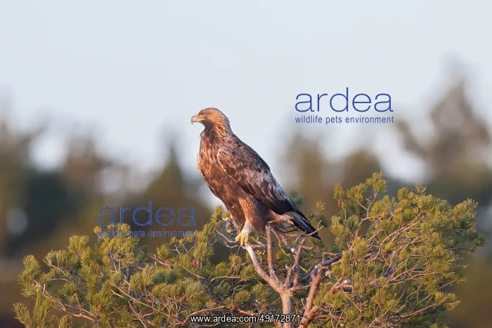 : Golden Eagle : Golden Eagle