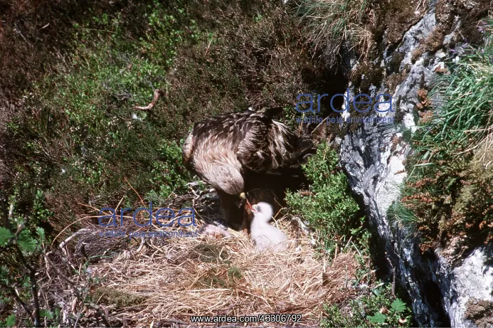 : GOLDEN EAGLE - adult feeding chick in nest : GOLDEN EAGLE - adult feeding chick in nest