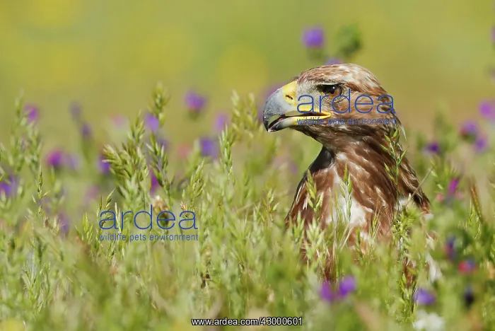 : Golden Eagle - adult in field amongst flowers : Golden Eagle - adult in field amongst flowers