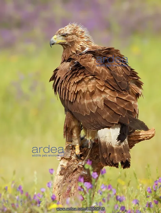 : Golden Eagle - adult in field with flowers : Golden Eagle - adult in field with flowers