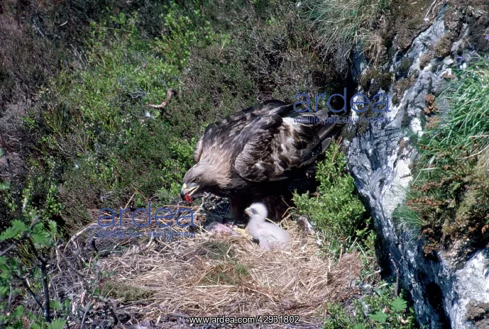 : GOLDEN EAGLE - adult on nest with meat in beak : GOLDEN EAGLE - adult on nest with meat in beak