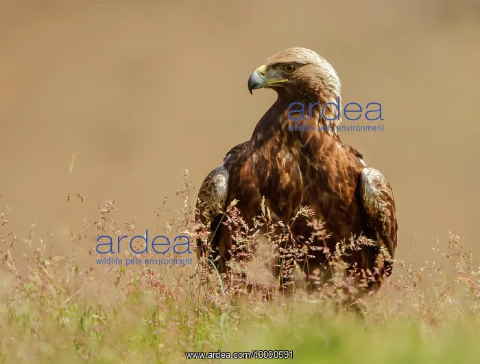 : Golden Eagle - adult perched on the floor among flowers : Golden Eagle - adult perched on the floor among flowers