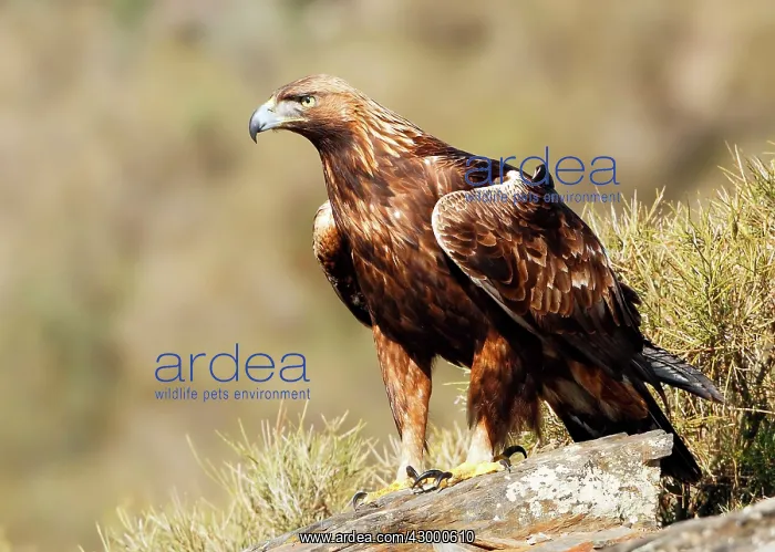 : Golden Eagle - adult perched on a rock : Golden Eagle - adult perched on a rock