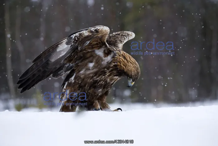 : Golden Eagle - in angel pose - Sweden, Europe : Golden Eagle - in angel pose - Sweden, Europe