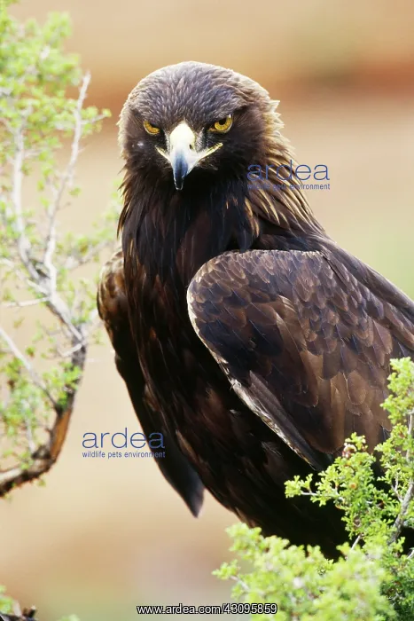 : Golden Eagle (Aquila chrysaetos) : Golden Eagle (Aquila chrysaetos)