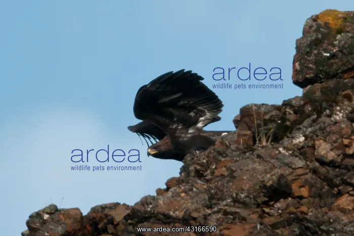 : Golden Eagle (Aquila chrysaetos) : Golden Eagle (Aquila chrysaetos)