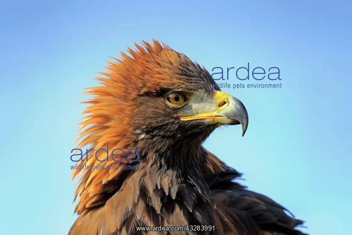 : Golden eagle (Aquila chrysaetos), adult, animal : Golden eagle (Aquila chrysaetos), adult, animal
