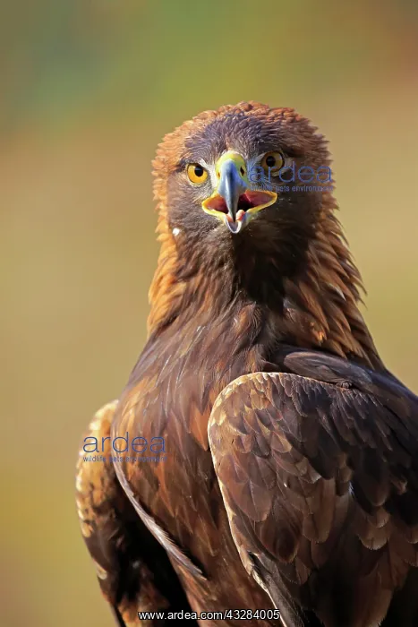 : Golden eagle (Aquila chrysaetos), adult, animal : Golden eagle (Aquila chrysaetos), adult, animal