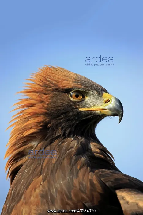: Golden eagle (Aquila chrysaetos), adult, animal : Golden eagle (Aquila chrysaetos), adult, animal