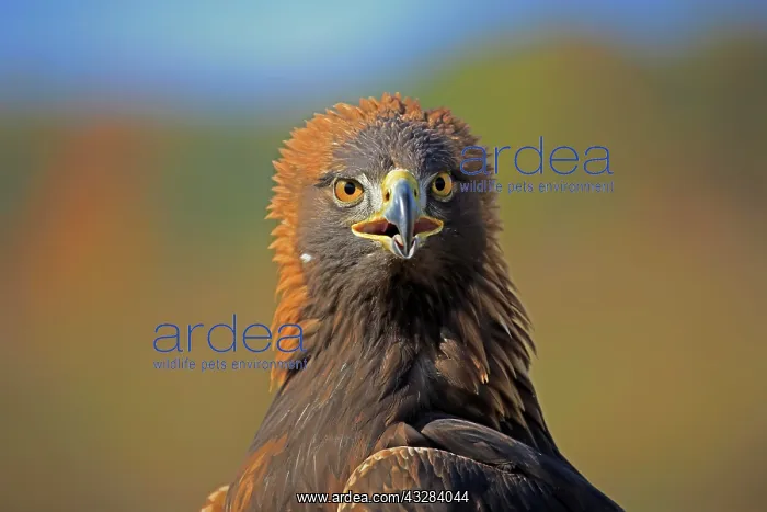 : Golden eagle (Aquila chrysaetos), adult, animal : Golden eagle (Aquila chrysaetos), adult, animal