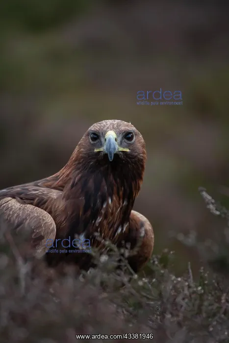: Golden eagle (Aquila chrysaetos) adult bird on a : Golden eagle (Aquila chrysaetos) adult bird on a