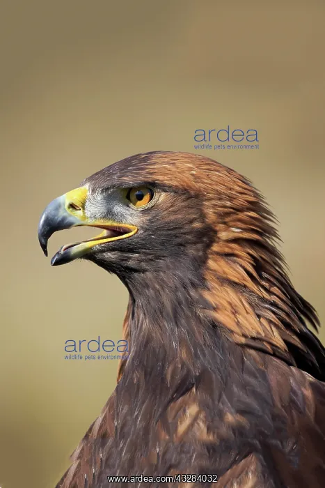 : Golden eagle (Aquila chrysaetos), adult, calling : Golden eagle (Aquila chrysaetos), adult, calling