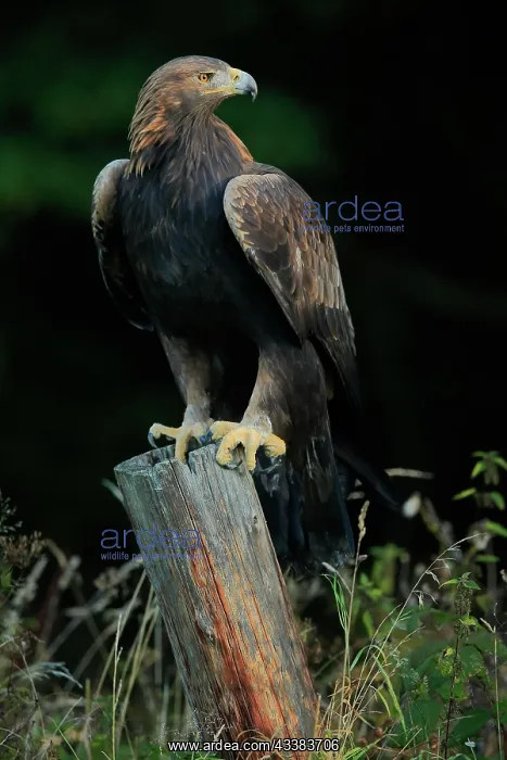 : Golden eagle (Aquila chrysaetos), adult, perch : Golden eagle (Aquila chrysaetos), adult, perch