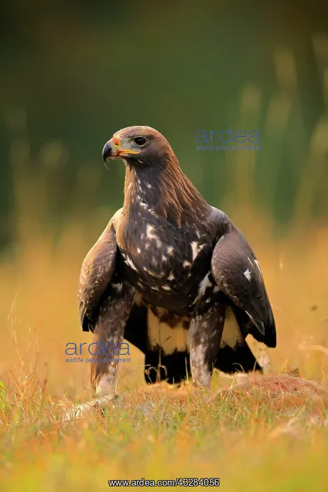 : Golden eagle (Aquila chrysaetos), adult, stands : Golden eagle (Aquila chrysaetos), adult, stands