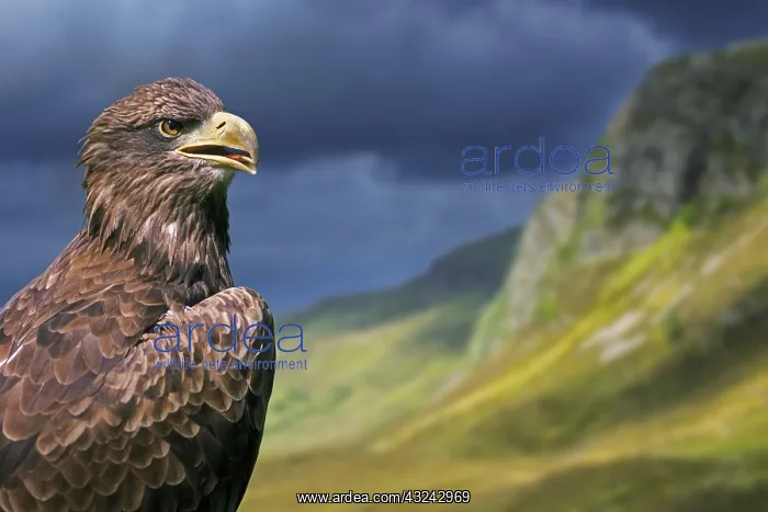 : Golden eagle (Aquila chrysaetos) close-up portrait : Golden eagle (Aquila chrysaetos) close-up portrait