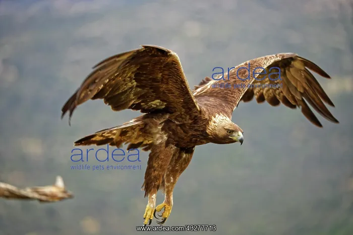 : Golden eagle (Aquila chrysaetos), departure from : Golden eagle (Aquila chrysaetos), departure from
